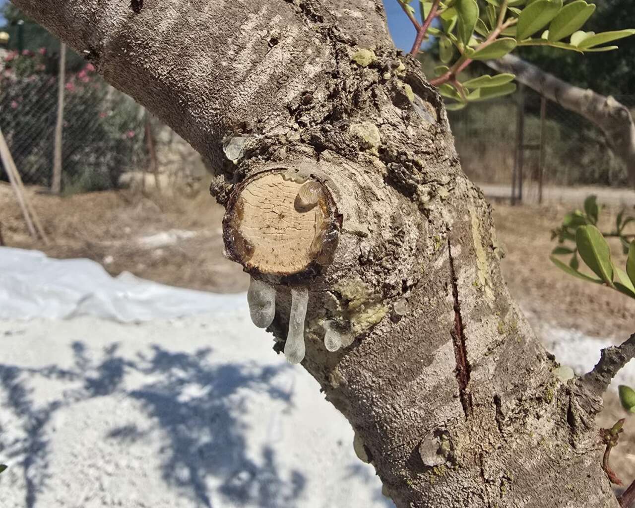 Muğla’da 11 Yıllık Bekleyiş Sona Erdi: Sakız Hasadı Başladı 4